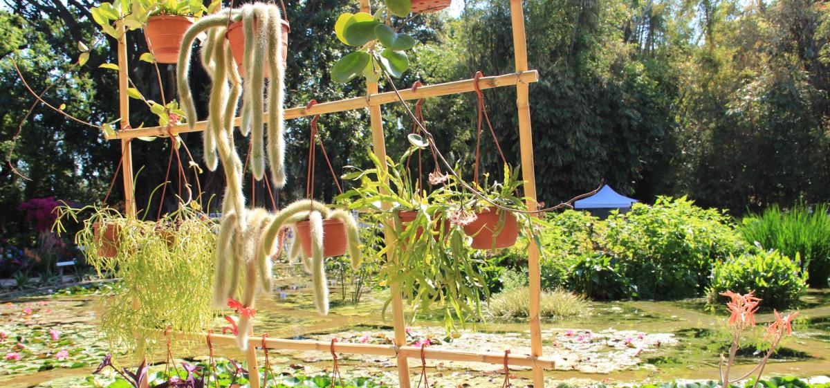 Zagara d’autunno 2025