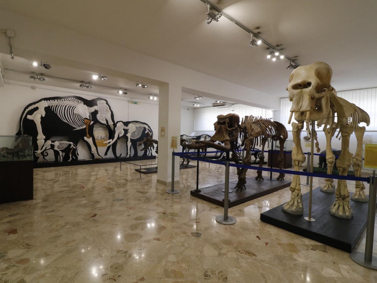 Panoramica della Sala degli Elefanti