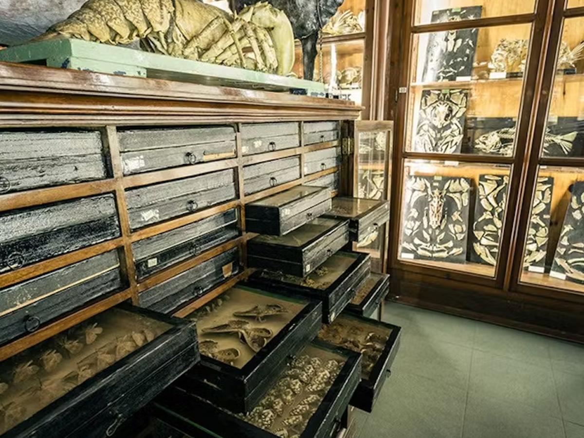Musei Musei
