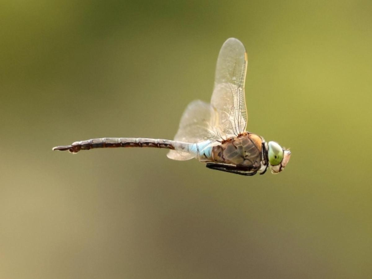 Un esemplare di libellula Anax ephippiger in volo