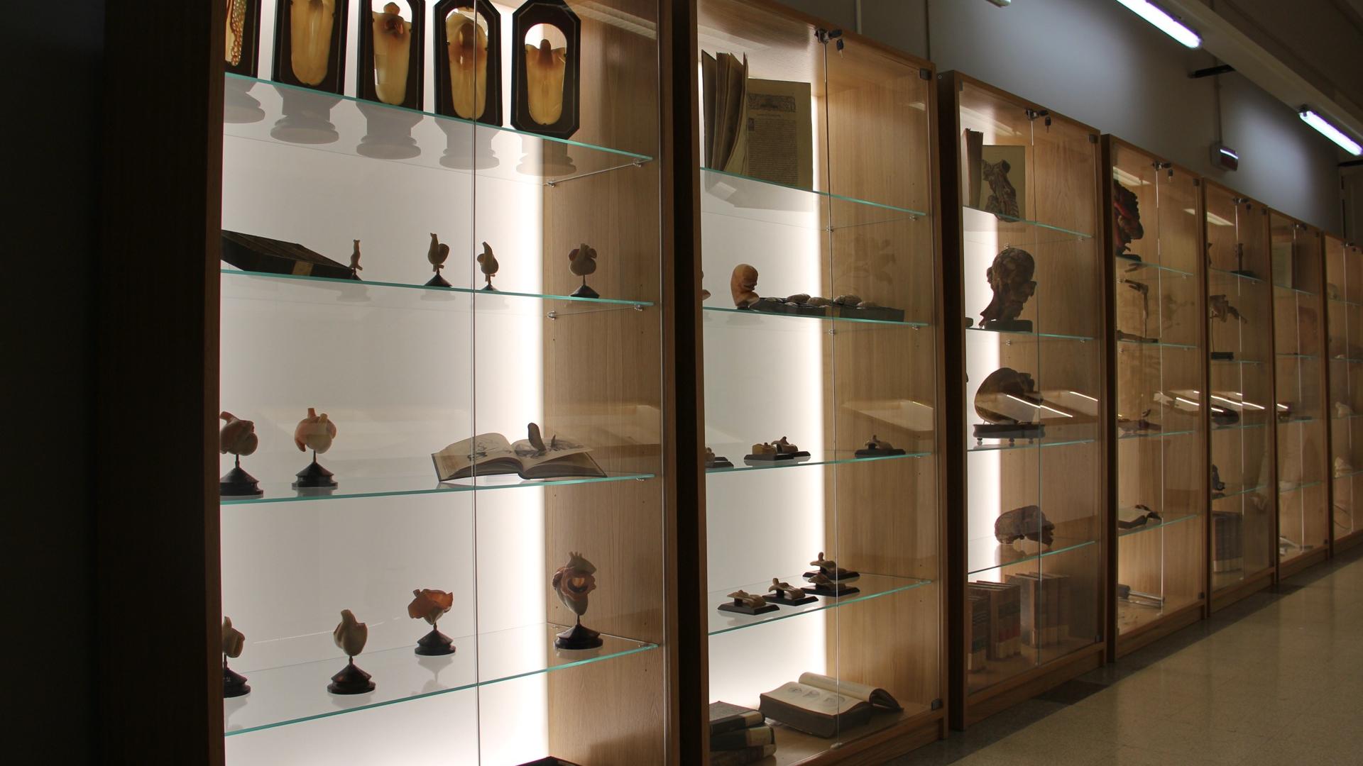 Collezione di Anatomia - Sala espositiva