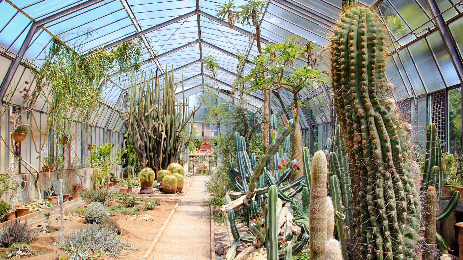 Serra delle Succulente