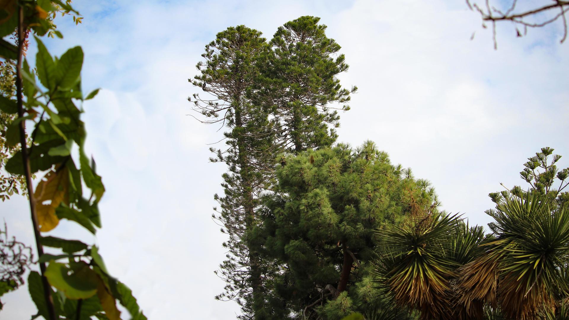 Pino di Cook - Araucaria columnaris