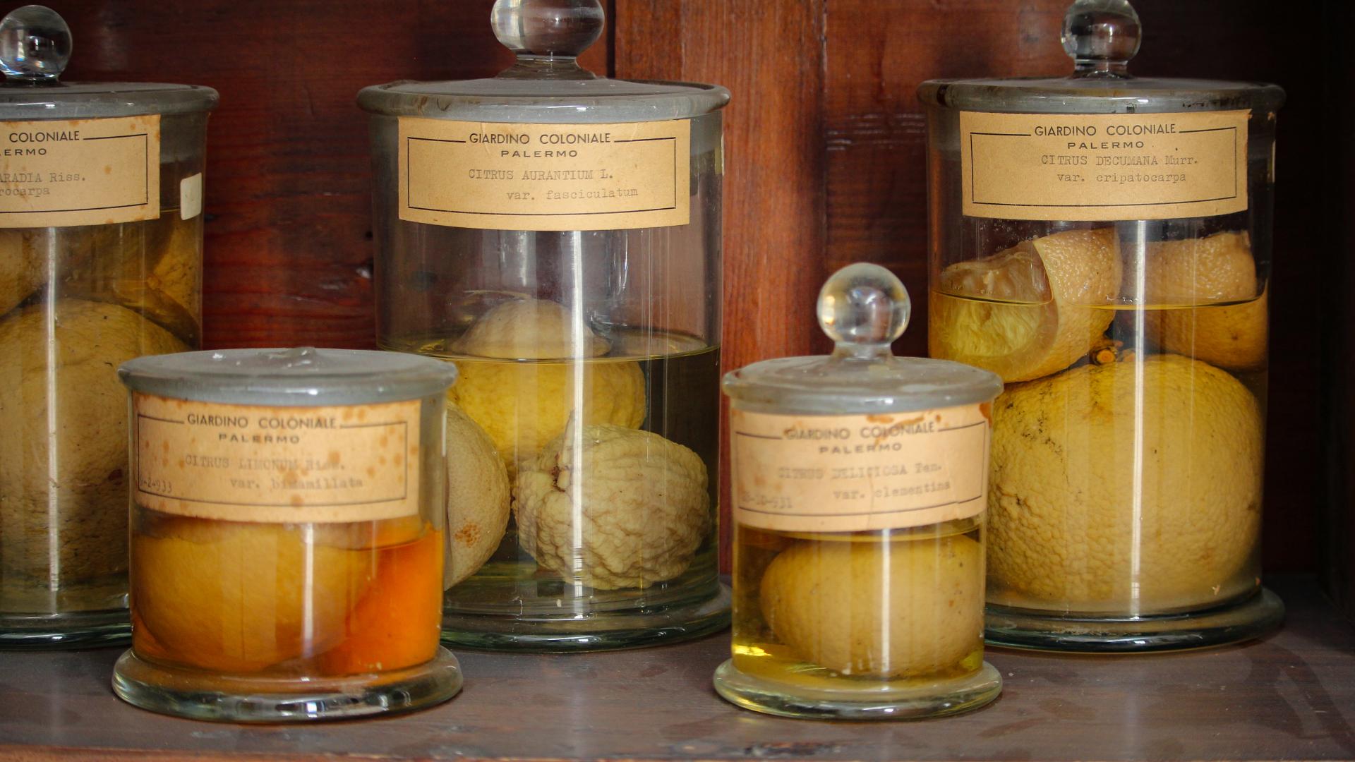 Collezione di frutti - Carpoteca