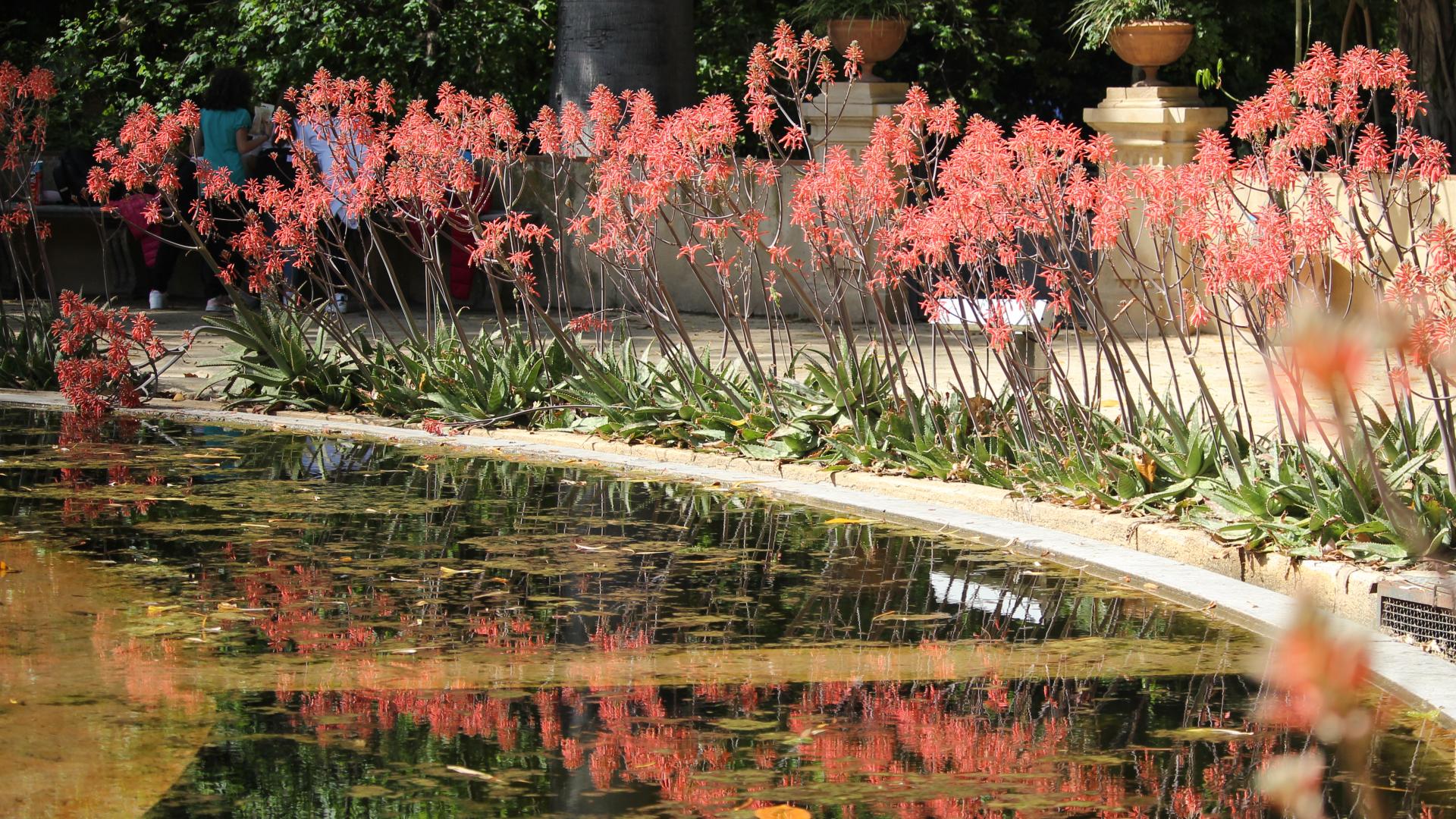 Vista dell'Aquarium con Aloe maculata in fiore