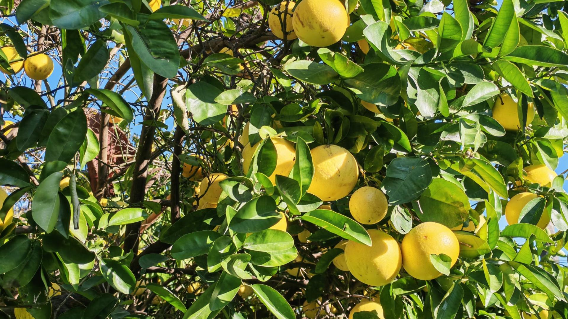 Pompelmo - Collezione di agrumi