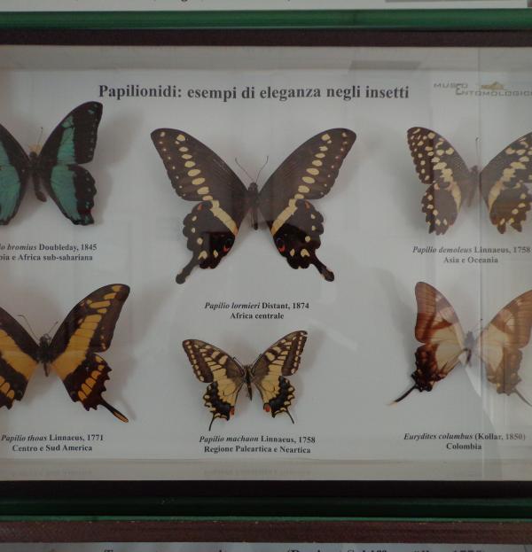 Collezione di Entomologia Agraria