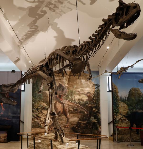 Geological Museum Gaetano Giorgio Gemmellaro