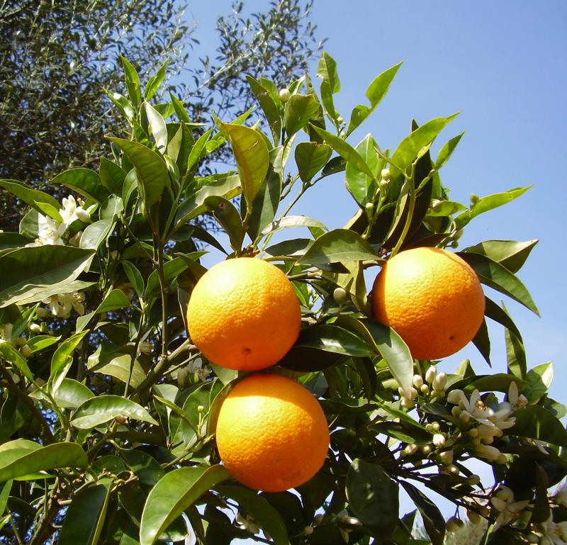 Agrumi della Kolymbethra
