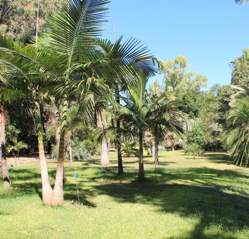 Palmetum