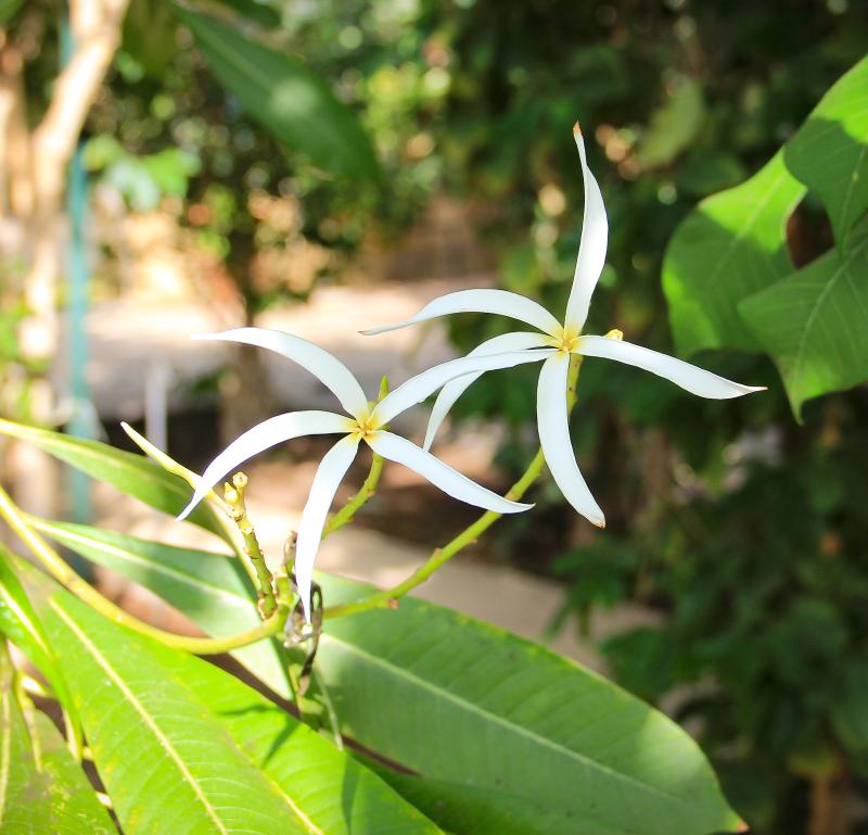 Plumeria stenopetala