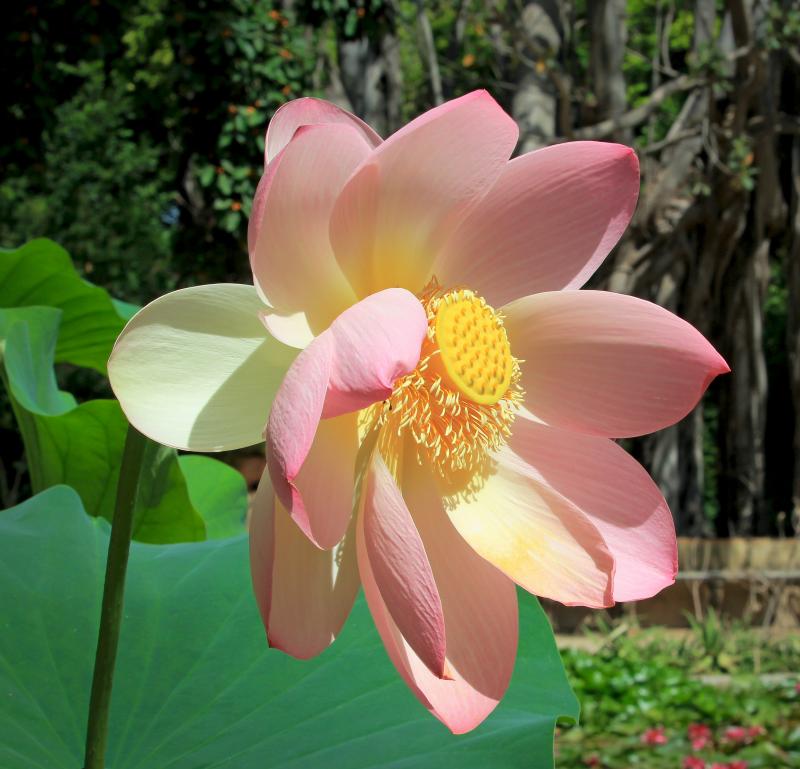 Nelumbo nucifera