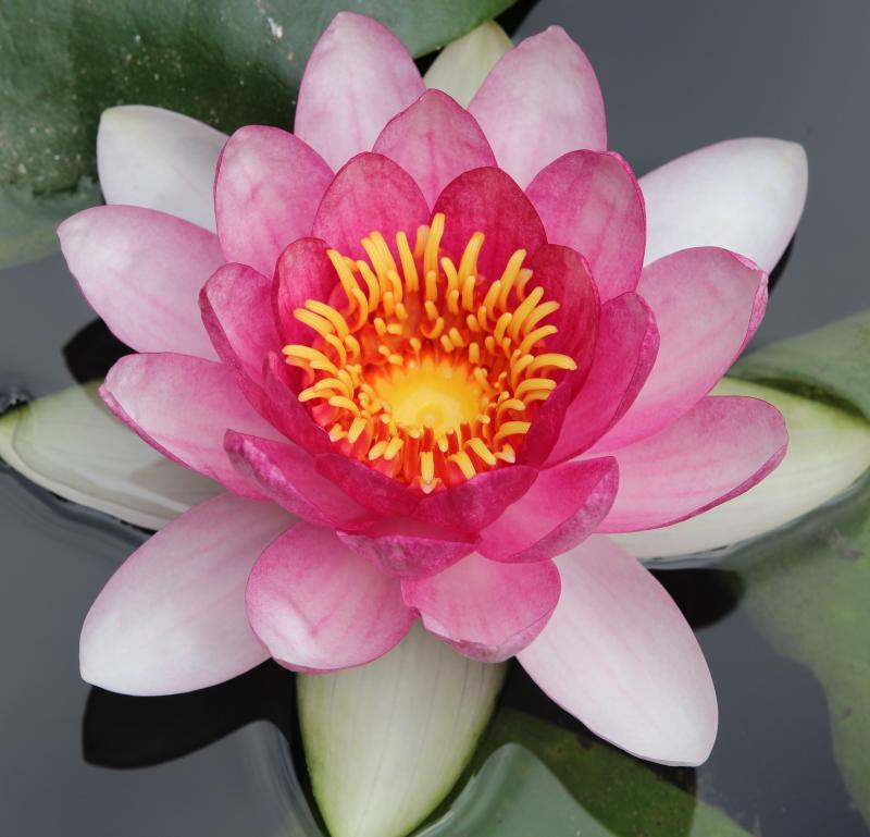 Nymphaea × marliacea